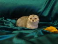 Гущина Людмила