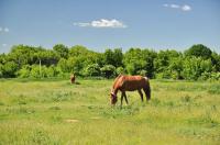 Деревня    Надеждовка