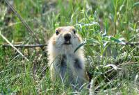 Деревня    Воздвиженка