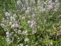 Хутор Кочки