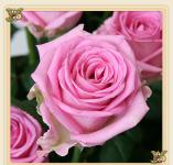 Наталья Харлова