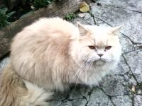 Деревня    Новоселки