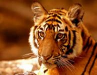 Гудвин Контроль