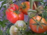 Деревня    Зады